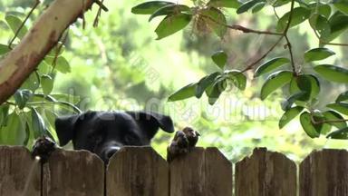一只大黑狗在院子里跳起来